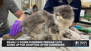 Nearly 3 Dozen Purebred Persian Cats Going Up For Adoption After Surrender