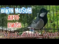 Glatik apapun 100% nyaut gacor dengan pancingan ini