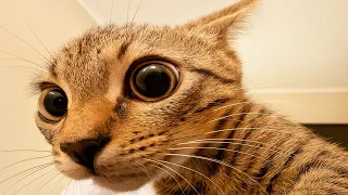 these cats do whatever they want
