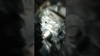                                                                                             دندنها