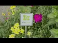 Annual Youngstown CityScape mum sale helps beautify the Valley