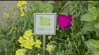 Annual Youngstown CityScape mum sale helps beautify the Valley