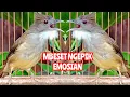 Download Lagu Pancingan Cucak Jenggot Gacor, Ampuh Menaikkan Emosi Cucak Jenggot Malas Bunyi ‎@KicauPidong