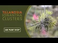 Lagu Air Plant Spotlight | Tillandsia Ionantha Clusters