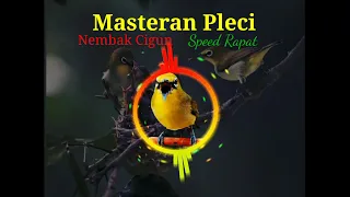 Download Masteran Pleci Nembak Cigun Speed rapat MP3