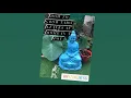 Download Lagu How To Grow Organic Taro leaves /Aluchi Paan/ Arbi /Taro Leaves/ Colocasia Leaves In A Pot At Home