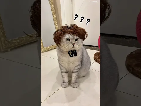 Gara-gara rambutnya terombol jadi dipakaikan Wig😂🤣 #kucingmilo #kucinglucu