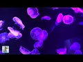 Download Lagu Jellyfish Aquarium ~ Relaxing Music for Sleep, Study, Meditation \u0026 Yoga • Screensaver • 6 HOURS