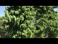 Ylang Ylang tree