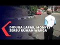 Download Lagu Diduga Lapar, Monyet Serbu Rumah Warga