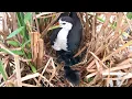 Download Lagu Baby Birds Wanna Play Together Outside the Floating Nest (12) – Waterhen Mom Wants Chicks Sleep E209