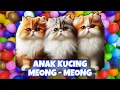 Download Lagu ANAK KUCING MEONG MEONG‼️ KUCING KECIL KUCING KAWIN‼️KUCING MEONG MEONG #kucinglucu MP3