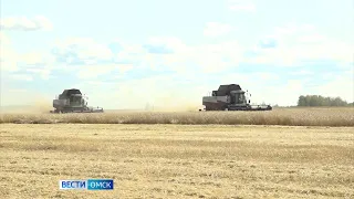 В Омской области активизировался особо луговой мотылек