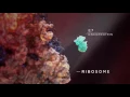 HPV Integration and mRNA Benefits