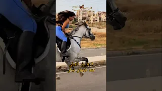 الخيل النظري والعملي خيل خيل فرس Horse Cheval 