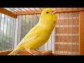 Lagu Your Canary MUST Listen to This Timbrado Song - Canary Training Song