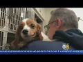 Dozens Of Puppies In Need Of A Home On Long Island