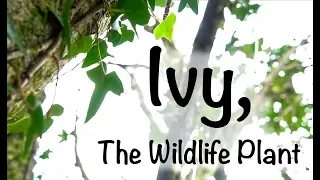 Ivy Why You Should Let It Grow 