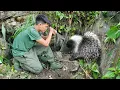 Download Lagu Jungle Survival, Spiked Animal Tracks, Traps, New Farm Life,  green forest life, survival alone
