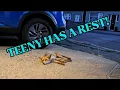 Download Lagu One tired little man ❤️ #fox #wildlife #cute #fyp #viralvideo #cubs 