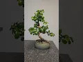 Download Lagu Carmona repot🌳 #bonsai #fyp #fy #fukien #tea #indoor #stuma #ceramics