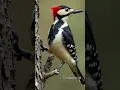 woodpecker bird sound