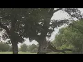 Trees exploding due to excessive heat