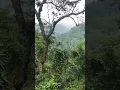 Download Lagu Tonggeret || suara kaya gini ada nya di hutan #viral #shorts #video
