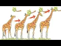 5 Common Evolution Misconceptions