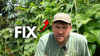 Your Beans STOP Producing When This Happens
