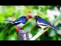 Lagu Birdsong in the Forest | Natural Sound Therapy for Sleep | 11 Hours Relaxing Nature Sounds