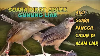 Download SUARA PIKAT CIBLEK GUNUNG(CIGUN) PALING MUJARAB MP3