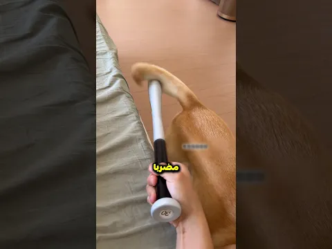 الموسيقى أنقذته من كلبه 😯؟!