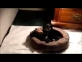 puppy gif 3 edited with credits