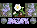 Download Lagu Smooth Asters ~ Symphyotrichum laeve ~ Wildflower 101 ~ Episode 23