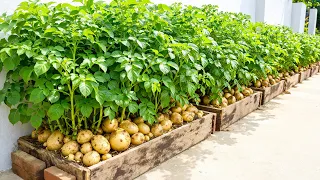 3 Balcony Crops You Should Grow Together for Bigger Harvests