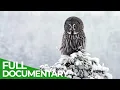 Lagu Arctic Wildlife in Lapland: The Heart of An Untamed Paradise | Free Documentary Nature