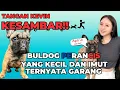 Download Lagu ANJING SUPER GALAK KEPUNYAAN CICI MARISA ‼️ DISENTUH LANGSUNG GIGIT