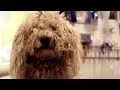 Central California SPCA - Who We Are
