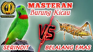 Download SERINDIT VS BELALANG EMAS - Masteran Istimewa Speed Rapatt dan Tembakan Tajamm MP3