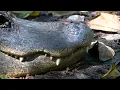 Wildlife expert gives tips on how to protect yourself pets from alligators