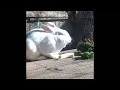 Live Rabbit Cam s Live broadcast