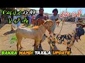 Download Lagu Bakra Mandi Taxila Friday Latest Update 22 August 2025