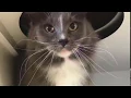 Pet Paradise Palm Coast VIRTUAL TOUR