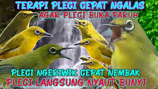 Download Terapi Pleci Cepat Ngalas Pleci Ngeriwik Cepat Nembak Bikin Pleci Rajin Bunyi MP3