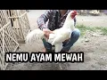 Download Lagu Nemu ayam Bangkok mewah - kandang biru ABG 