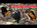 Download Lagu PAOK SAYAP BIRU, BURUNG CANTIK PEMBAWA KABAR BAIK..RIWAYATMU KINI..!!