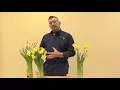 The March Birt ay flower Daffodils I Thinkflorist