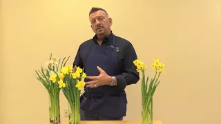 The March Birt ay flower Daffodils I Thinkflorist