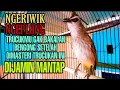 Download Lagu Pancingan Trucukan Ngeriwik Ngeplong Paling Pandai Bikin Trucukan Lain Cepat Gacor Rajin Ngeplong